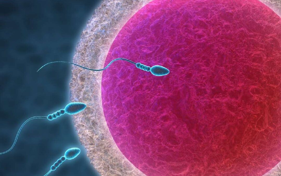 Le mystère de la métamorphose ovocytaire: Une odyssée cellulaire