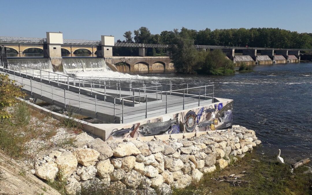 La liberté retrouvée des rivières européennes : Un nouveau souffle pour la biodiversité