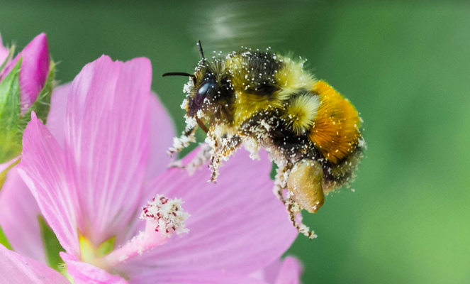 Le printemps, les pollens, et nous: Naviguer dans la saison des éternuements