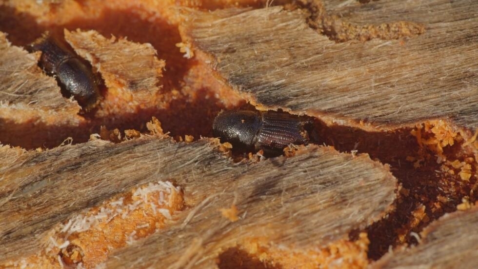 L&rsquo;assaut invisible : Quand les minuscules scolytes redéfinissent nos forêts