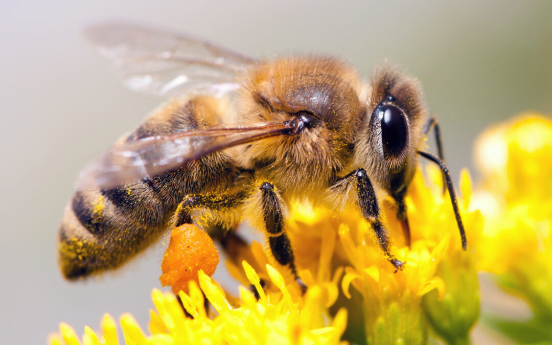 Réveil pour les abeilles sauvages : L’urgence sous-estimée des néonicotinoïdes