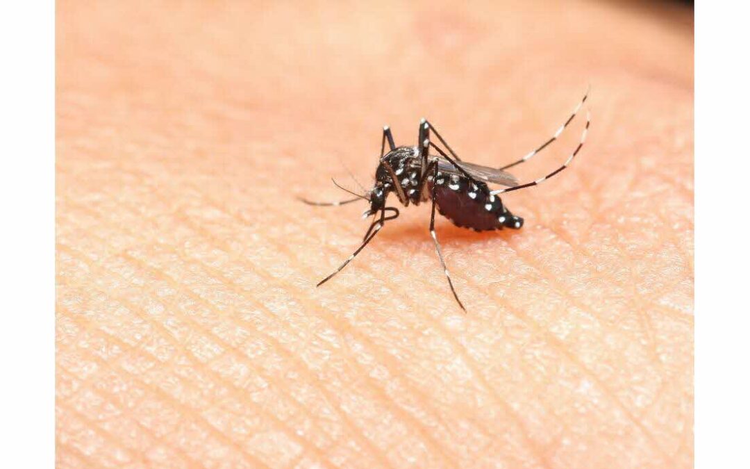 Chikungunya, Dengue et Zika : La bataille des professionnels de santé
