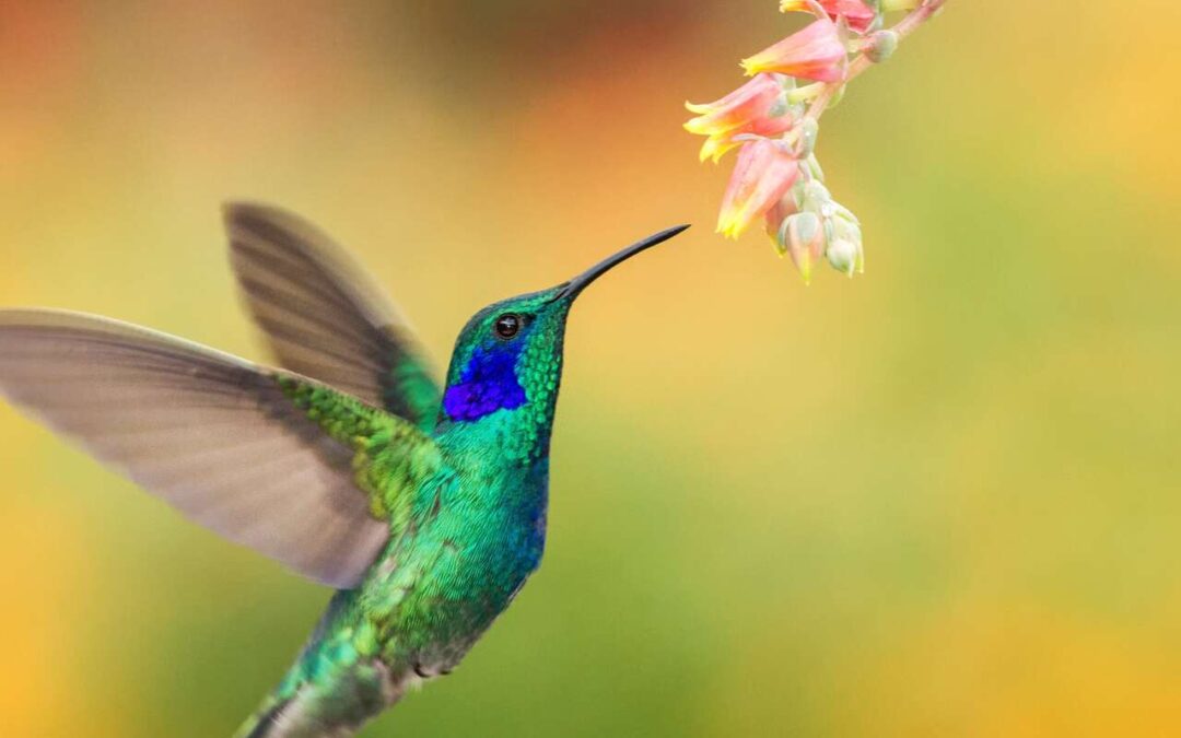 Le mystère du vol précis des colibris : Enfin révélé !