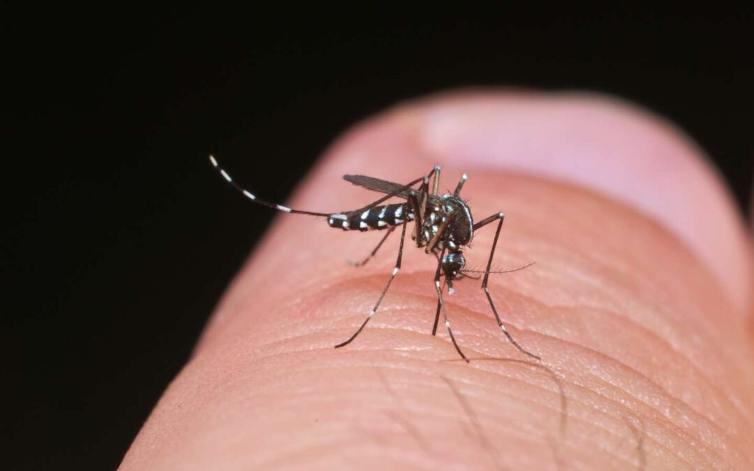 La tyrannie des moustiques : Un fléau de 95 Milliards de dollars