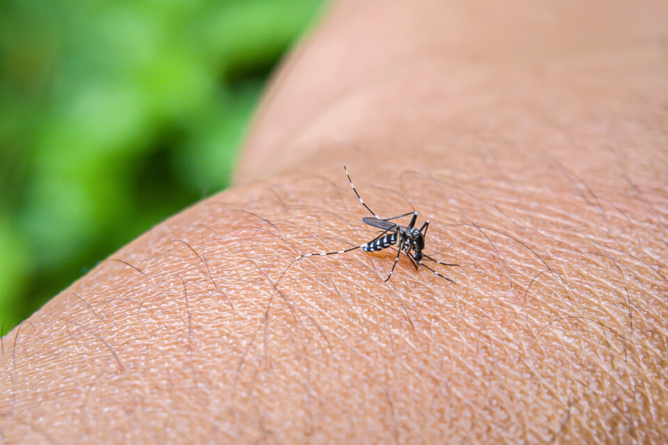 La dengue en France : Le moustique tigre prend son envol