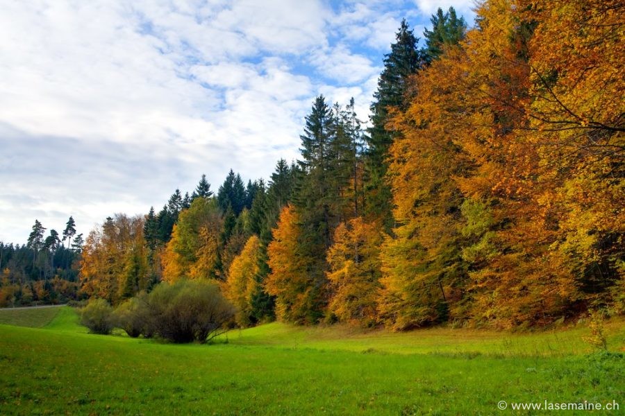 L&rsquo;avenir des forêts dépend de leurs lisières ?