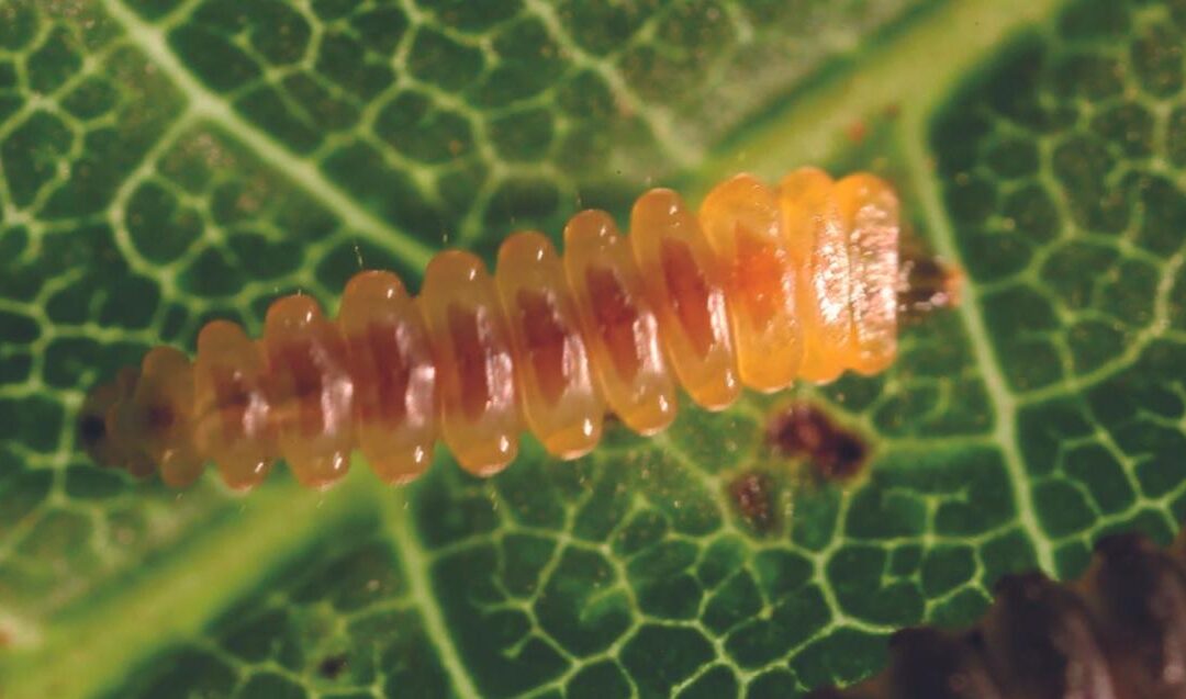 99 millions d’années et toujours fascinantes : les larves serpentines dans l’ambre