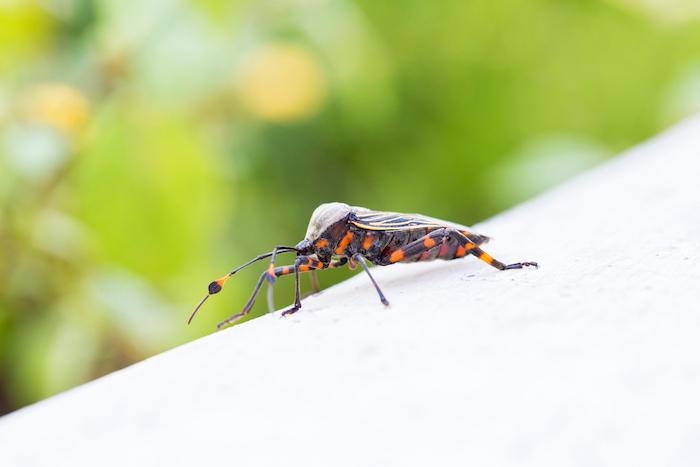 L’invisible fléau : la maladie de Chagas frappe fort