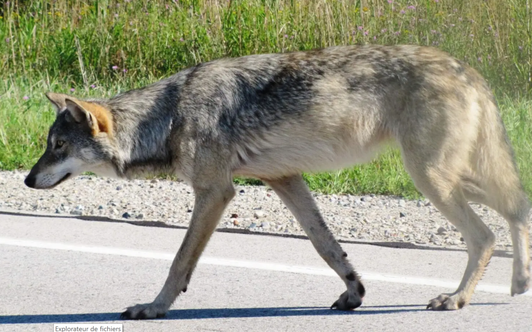 Explorer ses peurs avec des loups chimériques