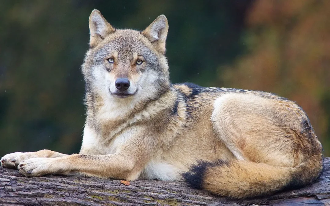 Loups émergents : le génie génétique défie la nature urbaine