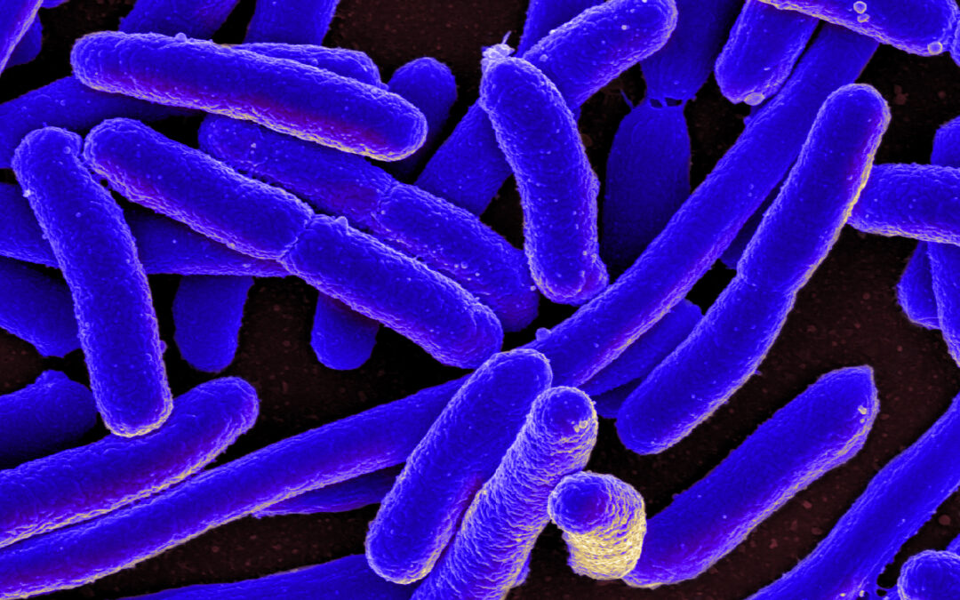 E. coli alerte : l’été toxique sous stress à Saint-Quentin
